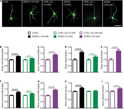 Actions of the TrkB Agonist Antibody ZEB85 in Regulating the Architecture and Synaptic Plasticity in Hippocampal Neurons